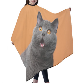 Personality  Funny British Shorthair Cat Portrait Looking Shocked Or Surprised Hair Cutting Cape