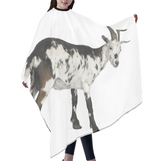 Personality  Female Rove Goat, 3 Years Old, Standing In Front Of White Background Hair Cutting Cape