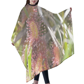 Personality  Round-leaved Sundew Hair Cutting Cape