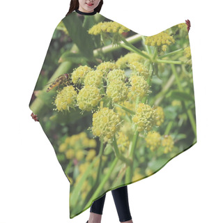 Personality  Liebstoeckel,seeds, Aromatic Herbs, Lovage Maggi Her Hair Cutting Cape