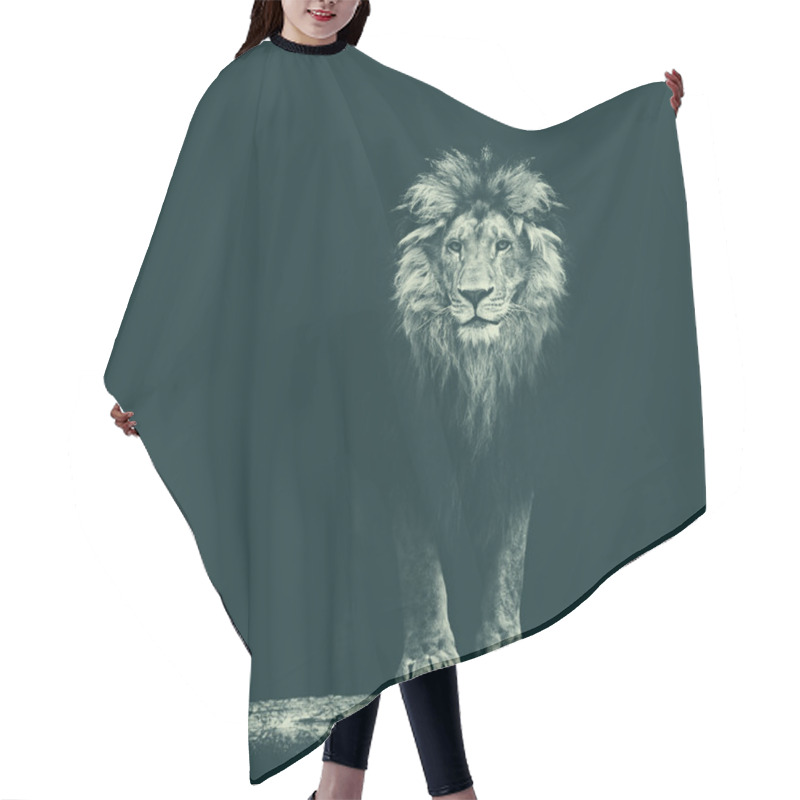 Personality  Portrait Of Beautiful Lion Hair Cutting Cape