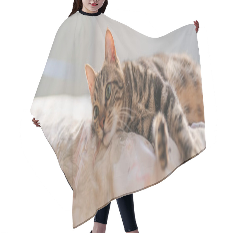 Personality  Beautiful Short Hair Cat Lying On The Bed At Home Hair Cutting Cape