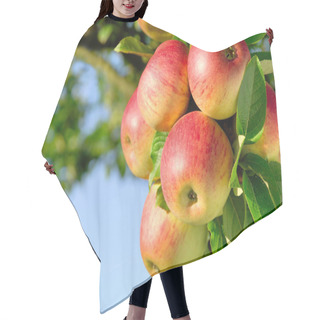 Personality  Gorgeous Ripe Apples On A Branch Hair Cutting Cape