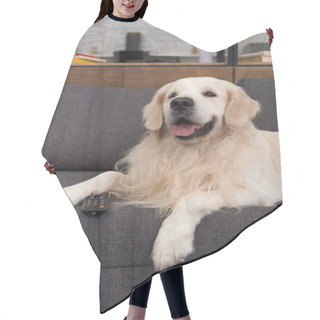 Personality  Cute Golden Retriever Lying On Couch With Tv Remote Control Hair Cutting Cape
