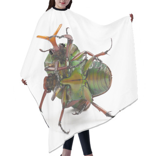 Personality  Mating Flamboyant Flower Beetles Or Striped Love Beetle, Eudicella Gralli Hubini Hair Cutting Cape