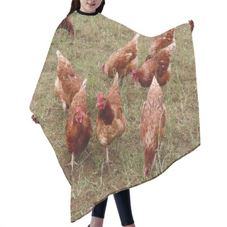 Personality  Brown Laying Hens Free Range Hair Cutting Cape