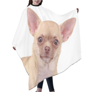 Personality  Chihuahua Dog Hair Cutting Cape