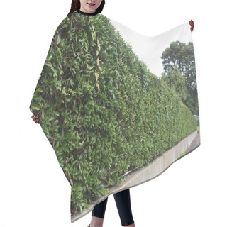 Personality  A Hedge Made Of Sweet Viburnum In Japan. Hair Cutting Cape