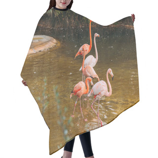 Personality  Flamingos Walking In Pond In Zoological Park, Barcelona, Spain Hair Cutting Cape