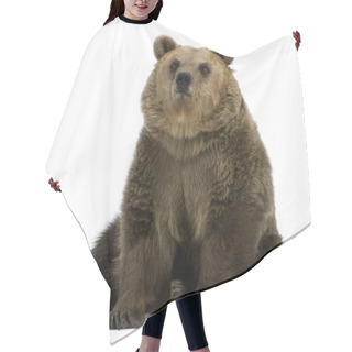 Personality  Female Brown Bear, 8 Years Old, Sitting Against White Background Hair Cutting Cape