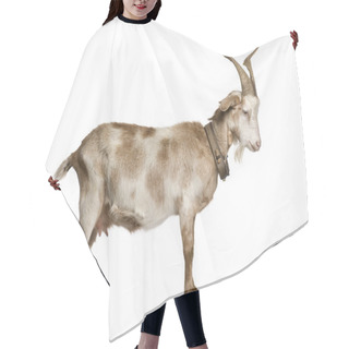 Personality  Female Rove Goat Standing In Front Of White Background Hair Cutting Cape