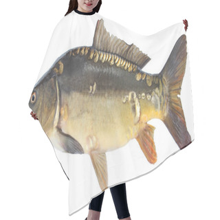 Personality  Fish Mirror Carp. Isolated Fish Without Scales Hair Cutting Cape