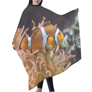 Personality  Ocellaris Clownfish (Amphiprion Ocellaris) Hair Cutting Cape