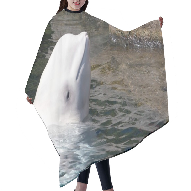 Personality  Cute Beluga Looking Out Of The Water Hair Cutting Cape