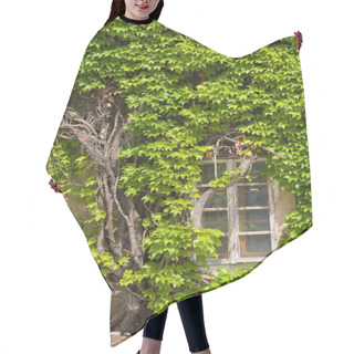 Personality  Ivy And Window Hair Cutting Cape