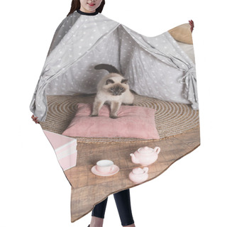 Personality  Fluffy Cat On Pillow In Wigwam Near Toy Tea Set And Box  Hair Cutting Cape