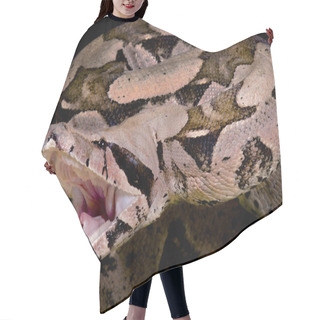 Personality  Attacking Red-tailed Boa, Boa Constrictor Imperator Hair Cutting Cape