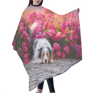 Personality  A Dog Lies In The Flower. Pet Outdoors In The Spring. Australian Shepherd Hair Cutting Cape