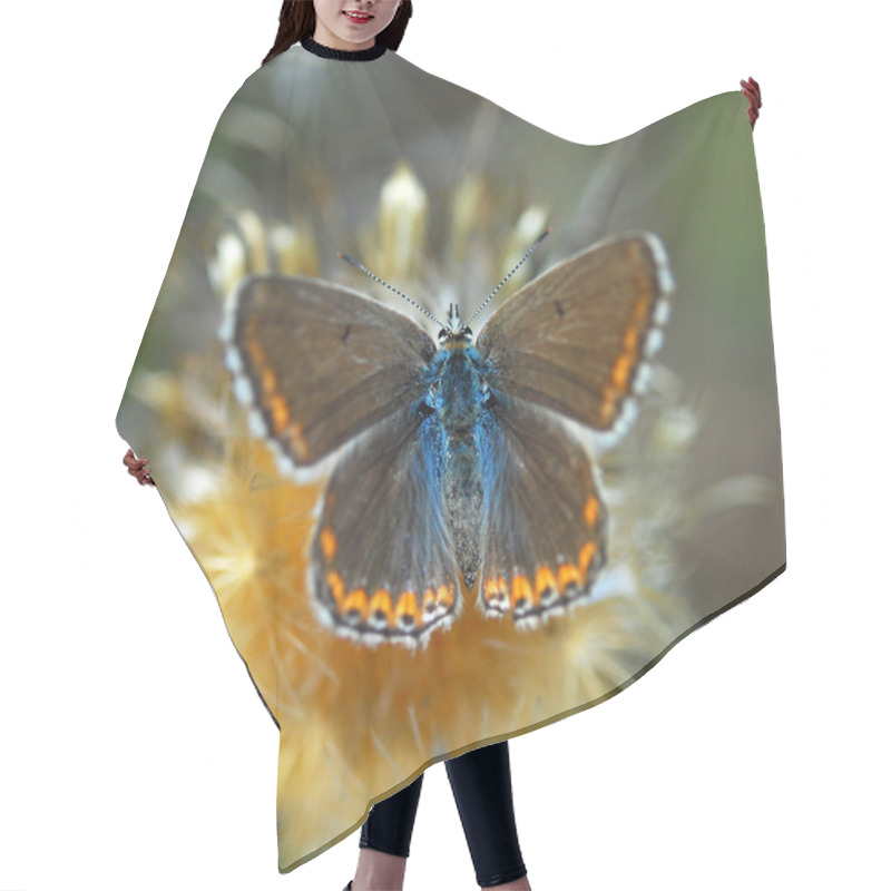 Personality  Beautiful Butterfly Hair Cutting Cape