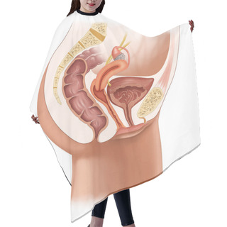 Personality  Medical Illustration For The Cross-section Of Female Reproductive System Hair Cutting Cape