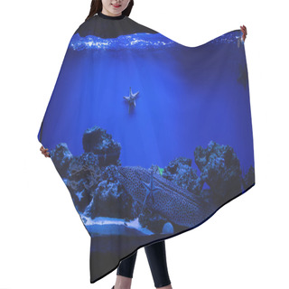 Personality  Fish Swimming Under Water In Aquarium With Blue Lighting And Starfishes Hair Cutting Cape