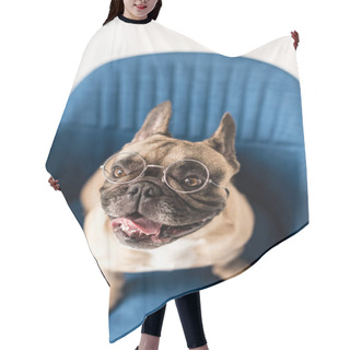 Personality  Bulldog In Eyeglasses On Chair  Hair Cutting Cape