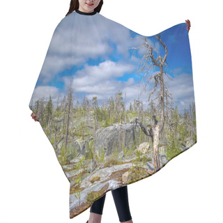 Personality  Dry Crooked Tree In The Wasteland On The Top Of The Mountain. Russia. Karelia. Vottovaara Mountain After The Wildfire. Hair Cutting Cape