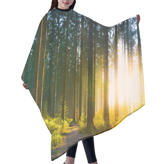 Personality  Silent Forest In Spring With Beautiful Bright Sun Rays Hair Cutting Cape