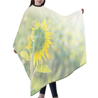 Personality  Soft, Selective Focus Of Sunflowers, Blurry Flower For Backgroun Hair Cutting Cape