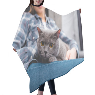 Personality  Cropped Shot Of Beautiful British Shorthair Cat Lying With Girl On Couch Hair Cutting Cape