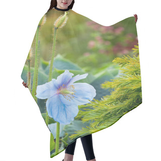 Personality  Blue Poppy ( Meconopsis Bailey) Hair Cutting Cape