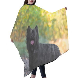 Personality  Skye Terrier Black Walking In A Sunny Clearing In The Woods. Hair Cutting Cape