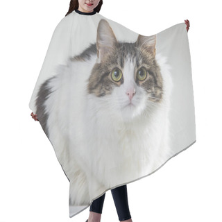 Personality  Fluffy White Cat With Green Eyes And Dark Back On A White Backgr Hair Cutting Cape