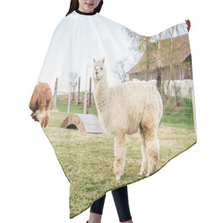 Personality  White Alpaca On A Ranch Hair Cutting Cape