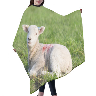 Personality  Spring Lamb Lying In Field In Evening Sun Hair Cutting Cape