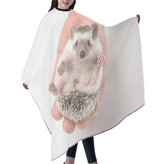 Personality  People Holds Cute African Dwarf Hedgehog In Palm On White Background Hair Cutting Cape