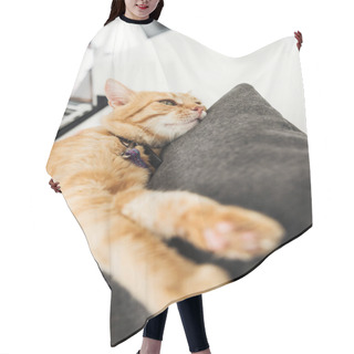 Personality  Adorable Red Cat Lying On Grey Cushion, Close-up View Hair Cutting Cape