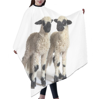 Personality  Paire Of Lambs Valais Blacknose Sheep Standing On White Hair Cutting Cape