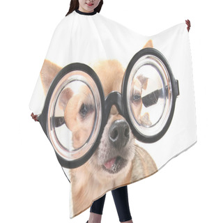 Personality  Cute Chihuahua With Giant Glasses On Hair Cutting Cape