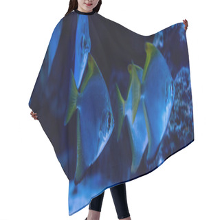 Personality  Fishes Swimming Under Water In Aquarium With Blue Lighting, Panoramic Shot Hair Cutting Cape