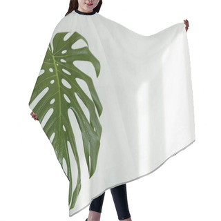 Personality  Background With Natural Monstera Leaf With Sunbeams On The Wall Copy Space. Hair Cutting Cape