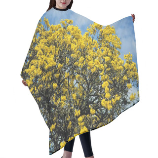 Personality  Gulmohar Tree With Sky On Background Hair Cutting Cape