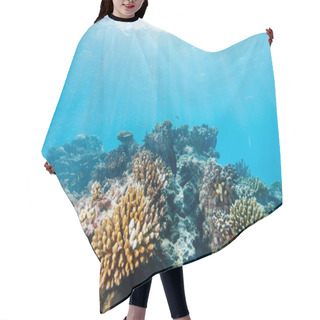 Personality  Coral Reef Underwater Hair Cutting Cape