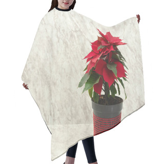 Personality  Pot With Poinsettia On Marble Table Hair Cutting Cape