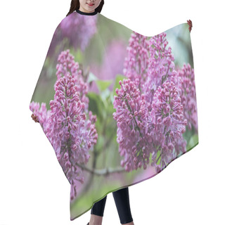Personality  Close Up View Of Lilac Branches With Small Violet Flowers Hair Cutting Cape