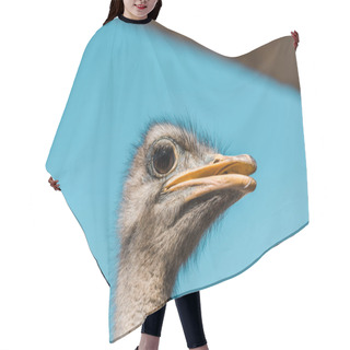 Personality  Selective Focus Of Beautiful Ostrich Against Blue Sky Hair Cutting Cape