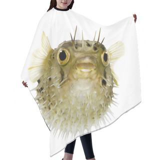 Personality  Long-spine Porcupinefish Also Know As Spiny Balloonfish - Diodon Hair Cutting Cape
