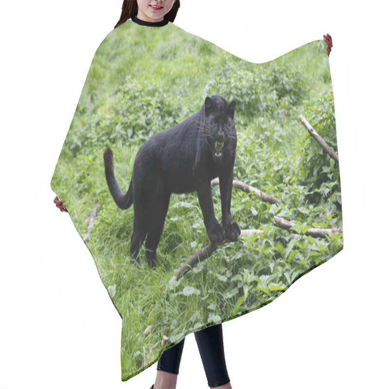Personality  Black Panther, Panthera Pardus, Adult Snarling In Defensive Posture   Hair Cutting Cape