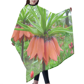 Personality  Blooming Crown Imperial In Spring Garden. Crown Imperial Fritillary Fritillaria Imperialis Flowers. Orange Color Of The Flowers And With Green Color Of Leaves. Hair Cutting Cape