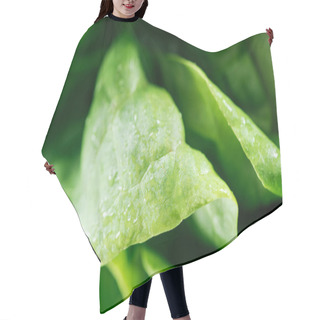 Personality  Close Up View Of Fresh Natural Green Lettuce Leaves With Water Drops Hair Cutting Cape